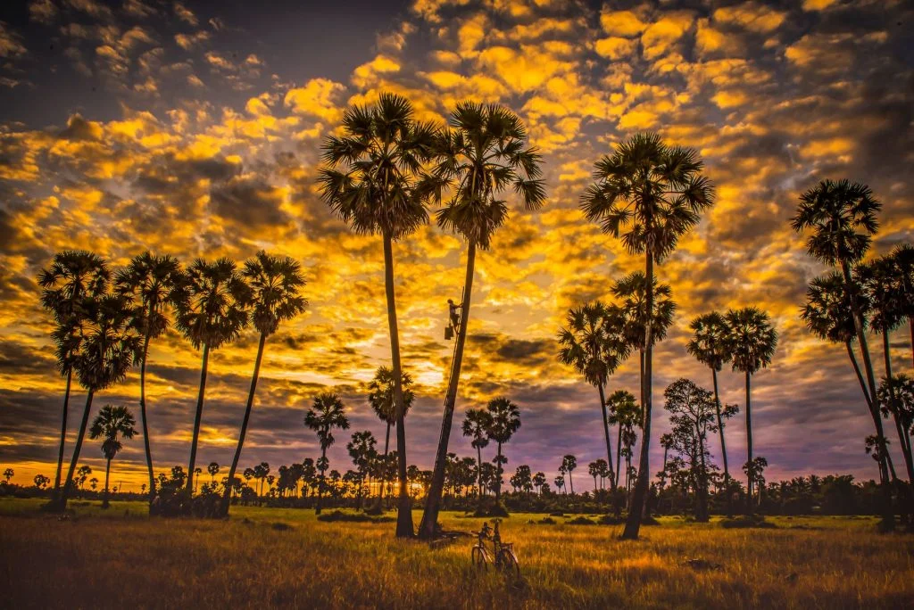 A cambodian man climb up to the palm tree to get palm juice.